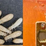 How To Get Rid Of Termites In Kitchen Cabinets