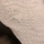 How To Get Rid Of Tiny Black Bugs In Kitchen Countertop